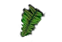 creation-web-belfort