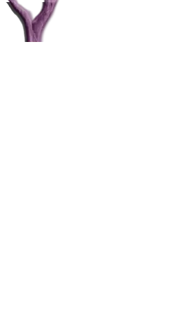 webdesigner_belfort